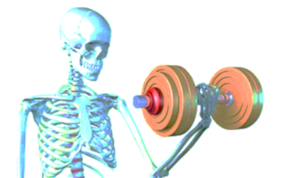 Building Bones